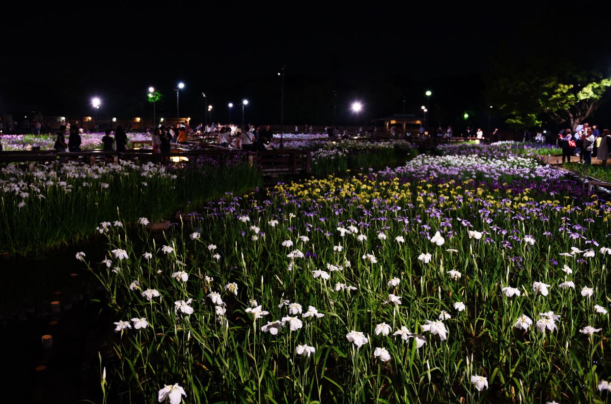 夜の花 | GANREF