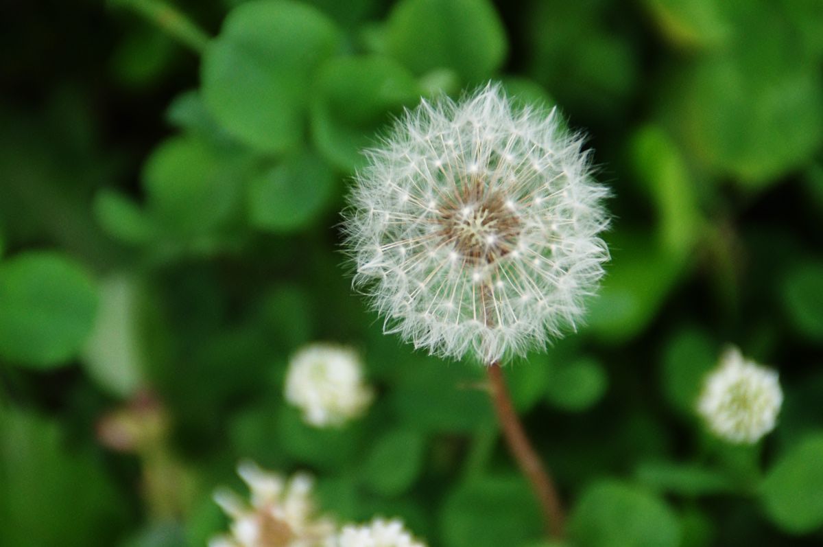 緑に浮かぶ白い綿帽子 植物 花 花びら Ganref