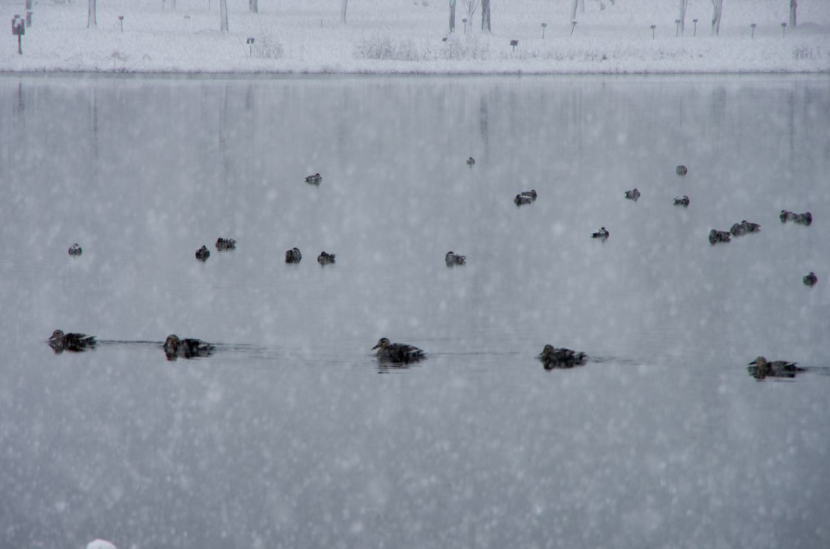 Trail Formation In Snow | GANREF