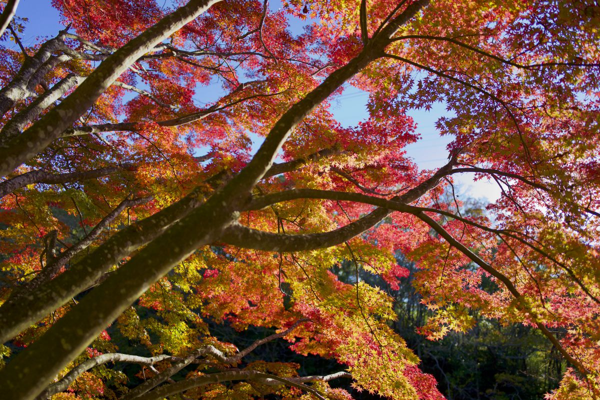 Colors | GANREF