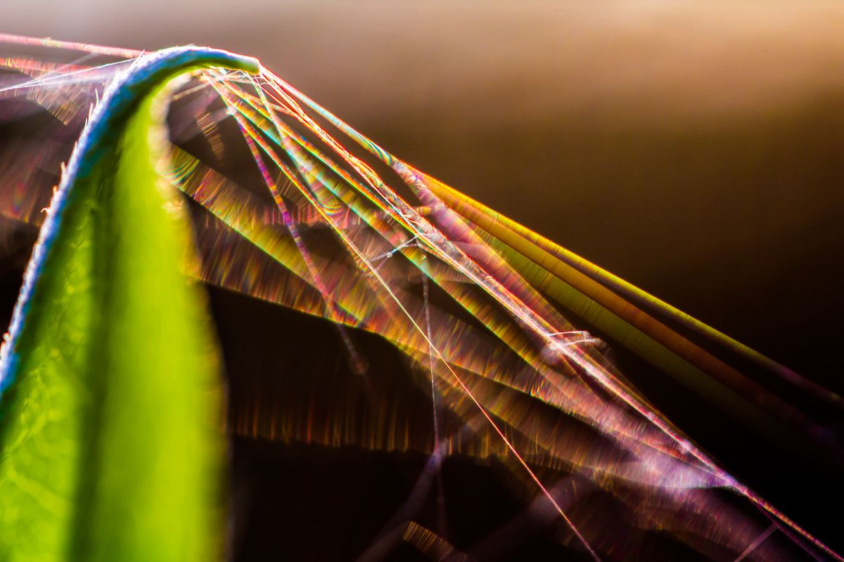 Rainbow Strings | GANREF