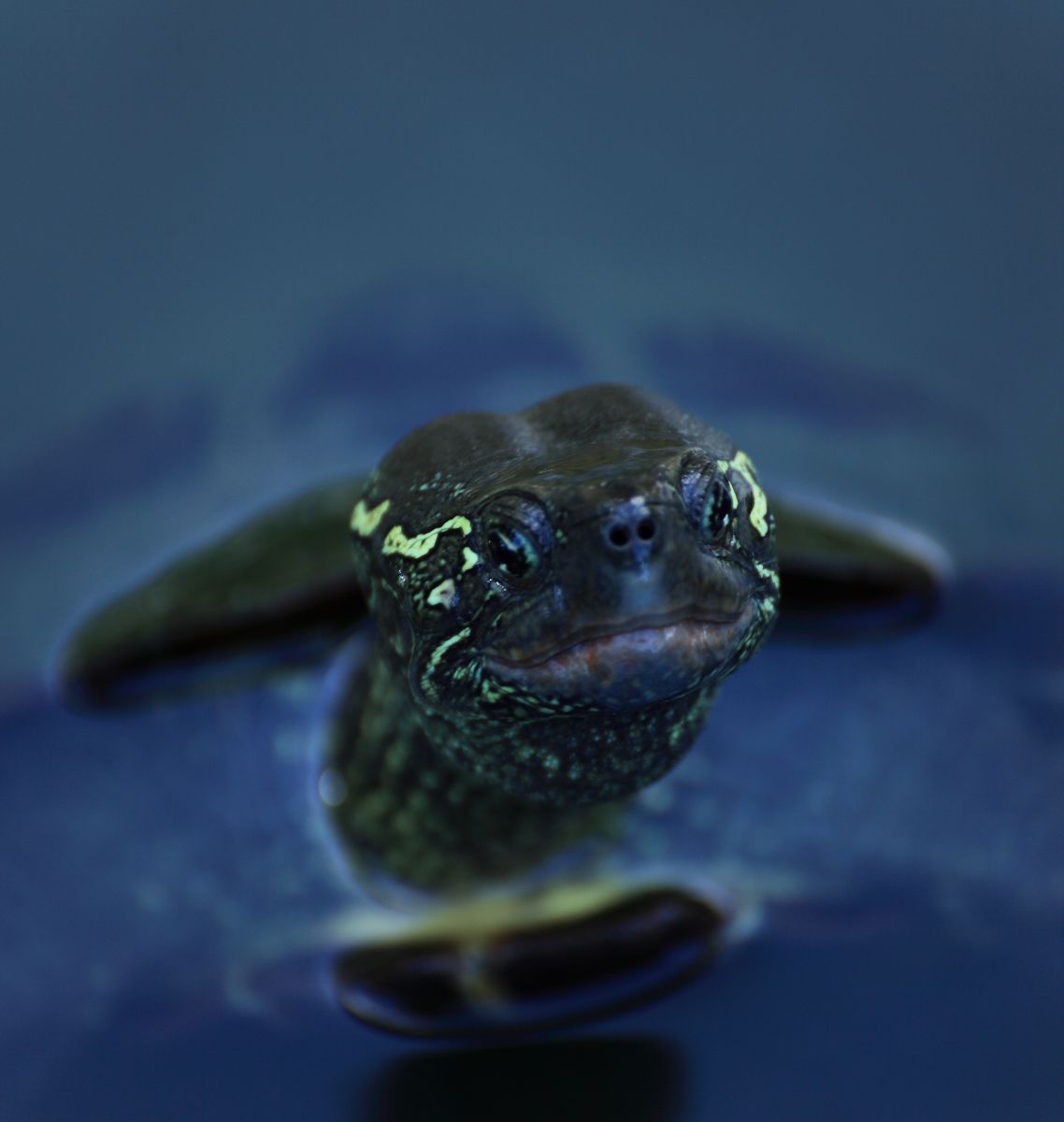 最高亀 顔 最高の花の画像