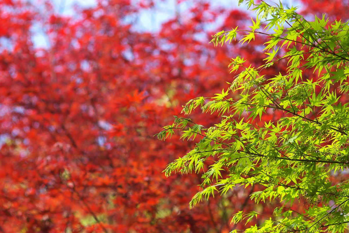 新緑と紅葉 | GANREF