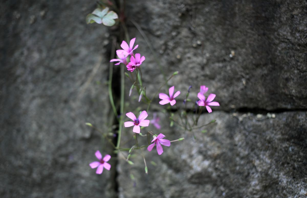 石垣に咲く花 | GANREF