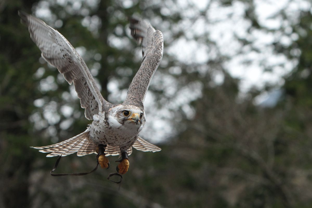 ハヤテのごとく ! GANREF