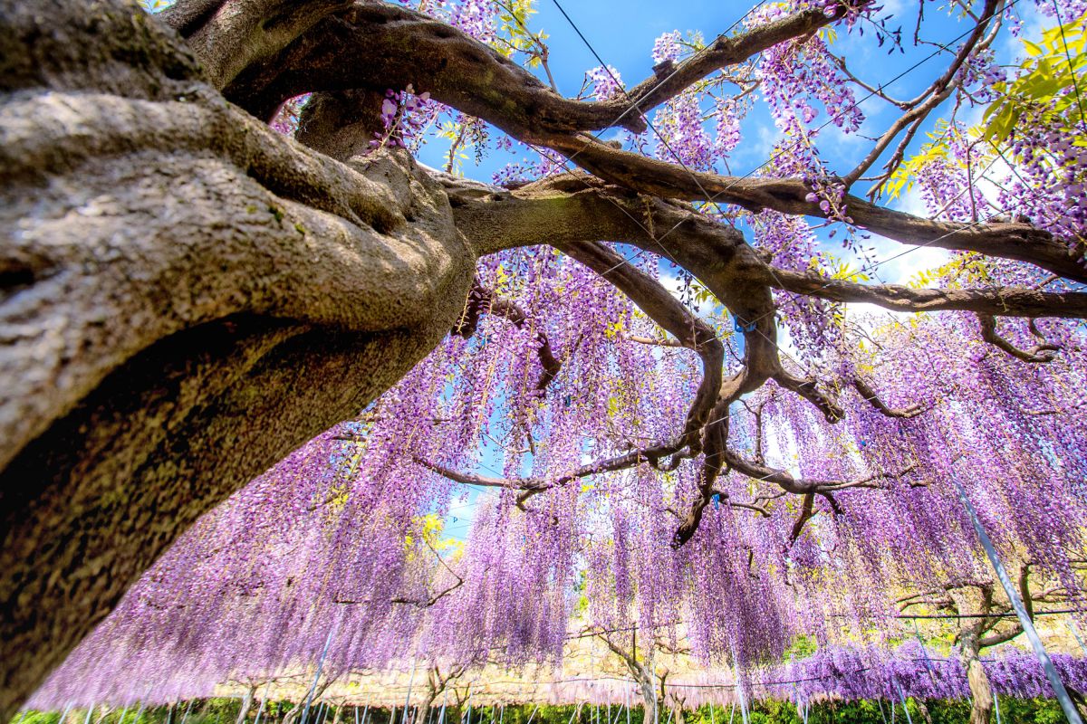 under purple | GANREF