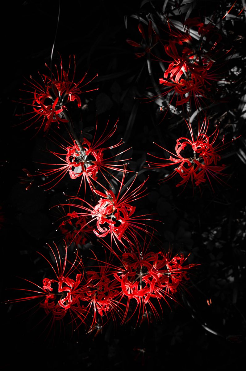 地上の花火 | GANREF