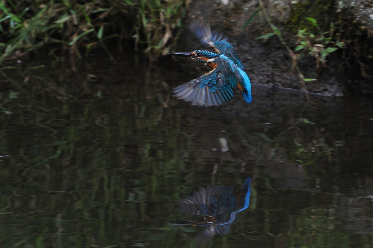 Reflection on the water 4 | GANREF