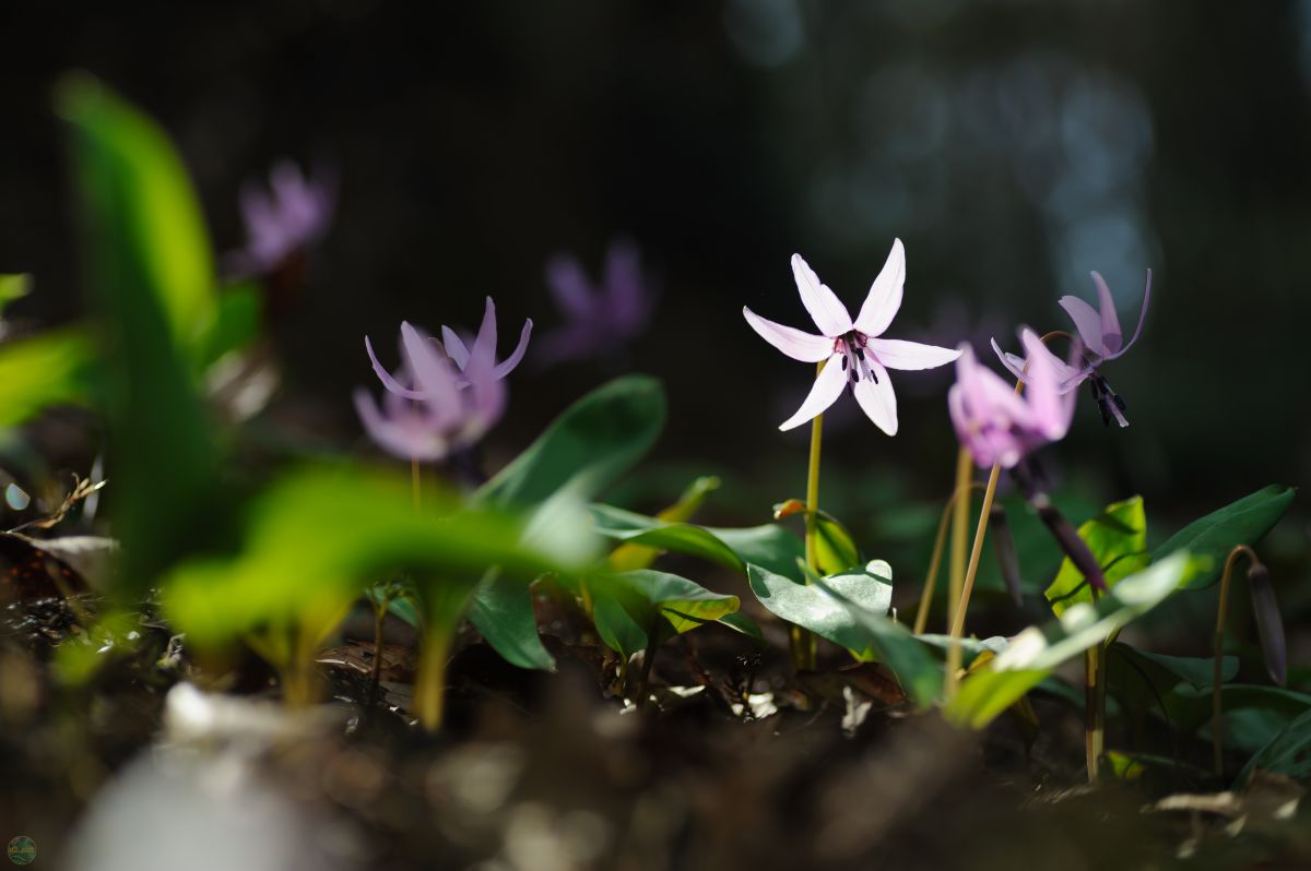 Spring Ephemeral | GANREF