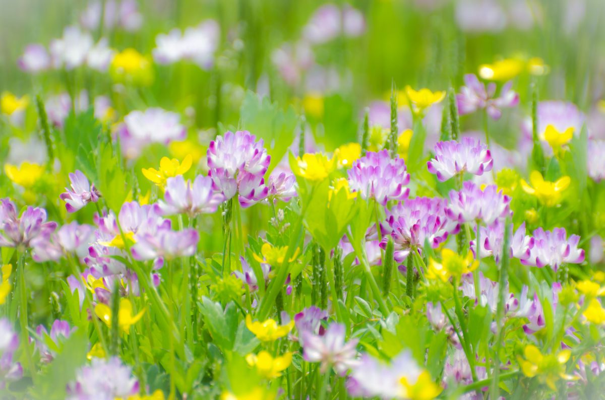Spring Colors | GANREF