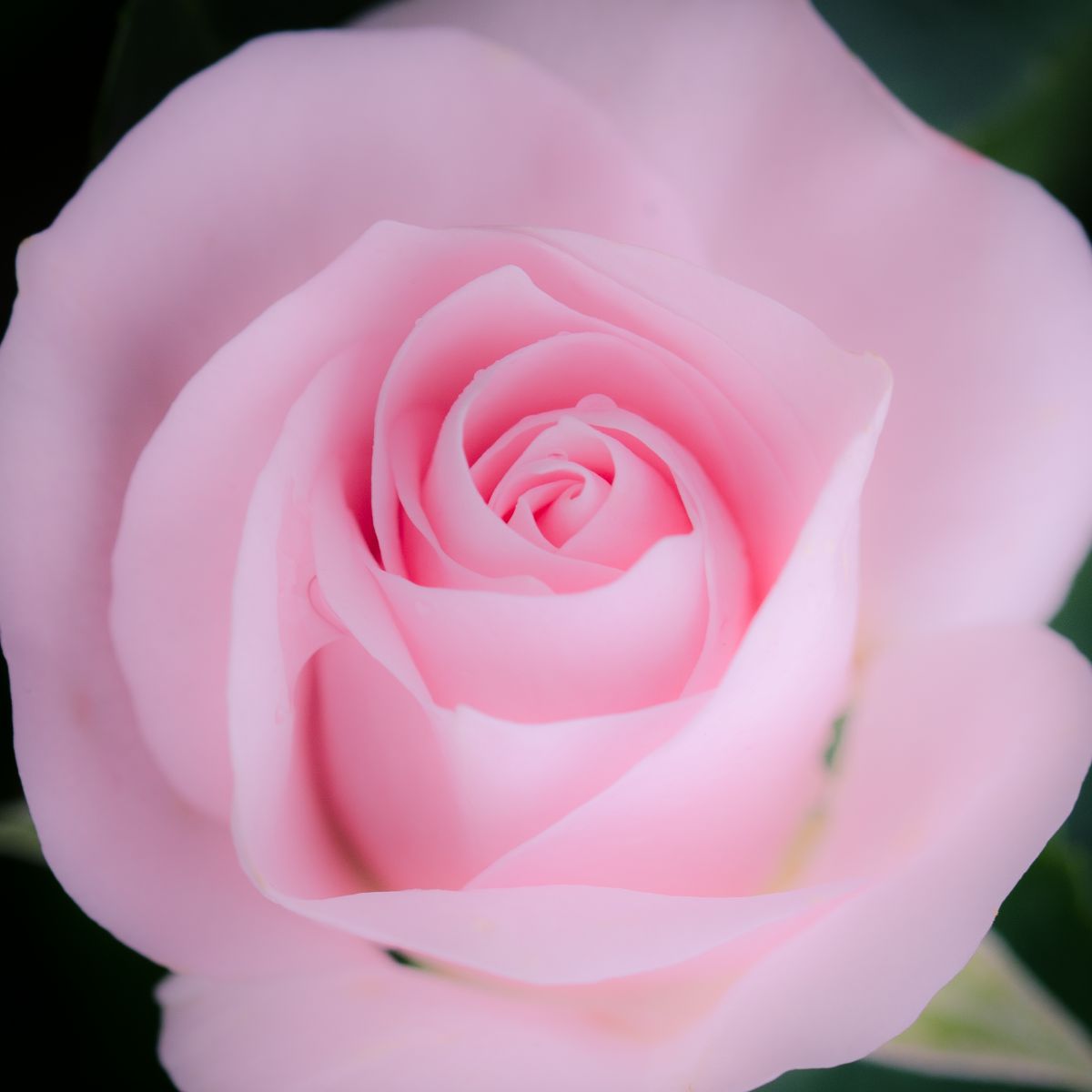 Pink Rose | GANREF