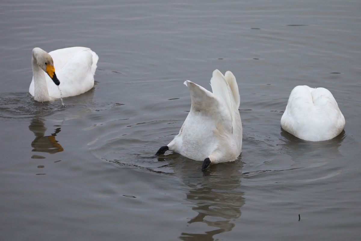 白鳥4兄弟 4 餌探し GANREF