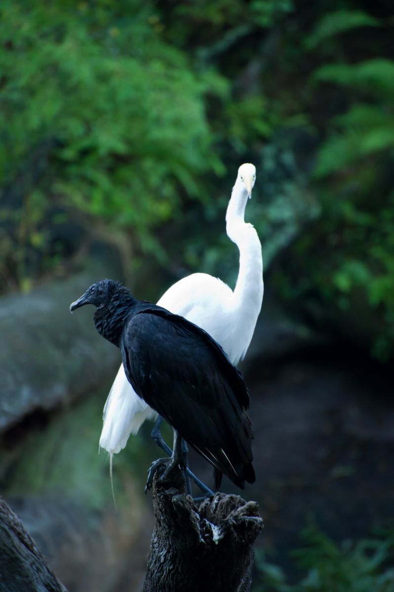 Black & White | GANREF
