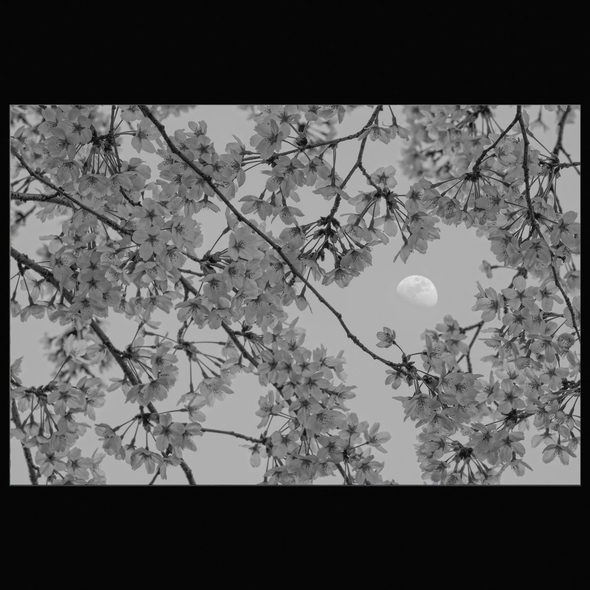 moon ☆ | GANREF