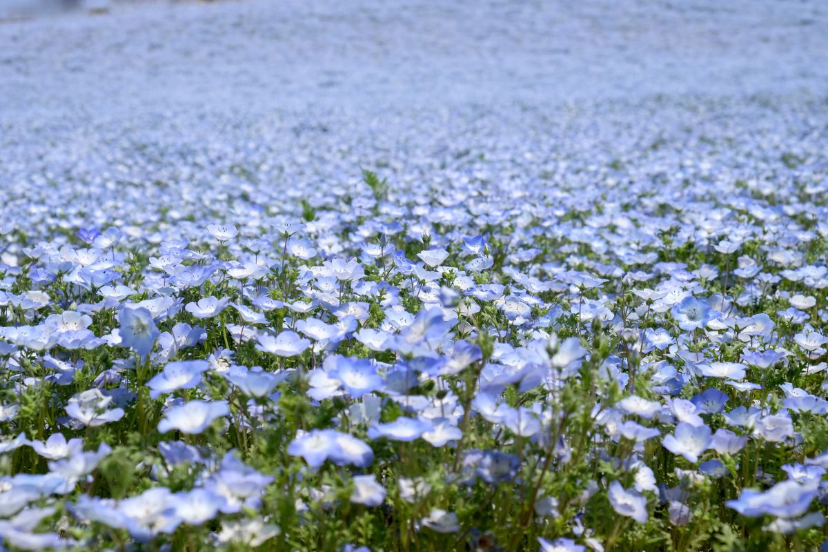 Light blue | GANREF