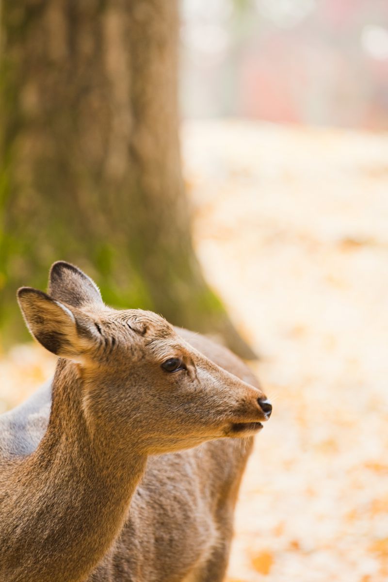 鹿ポートレート② 横顔 | GANREF