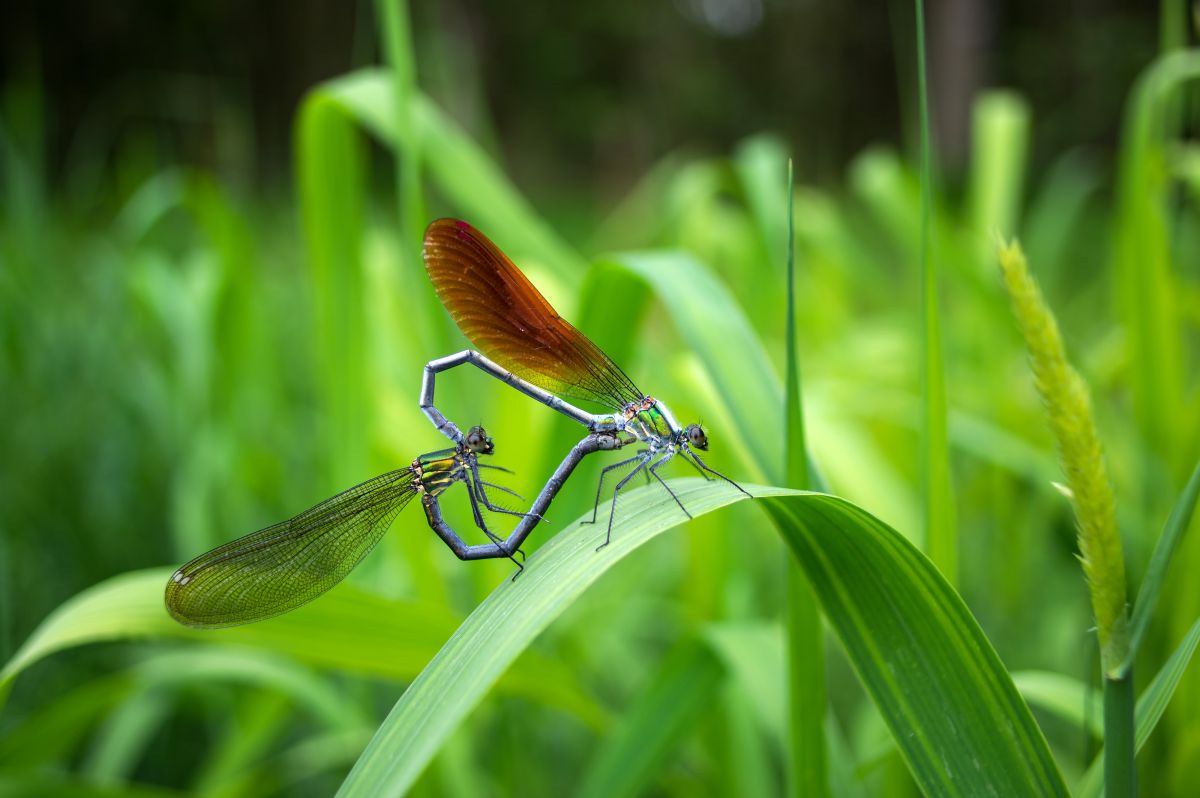 Early summer | GANREF