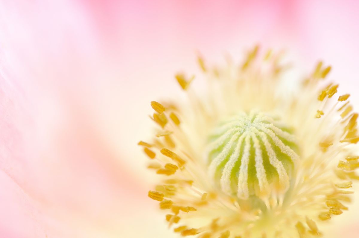 Poppy | GANREF