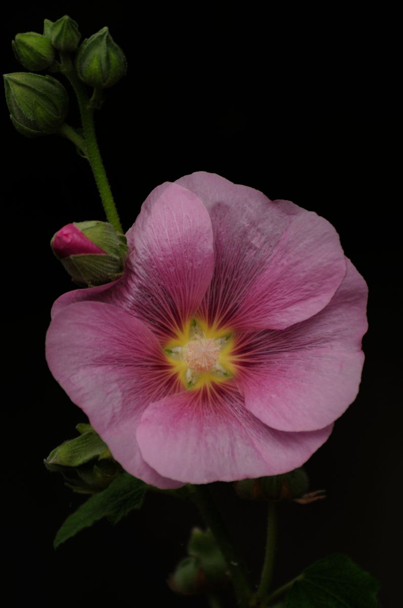 Pink Flower | GANREF