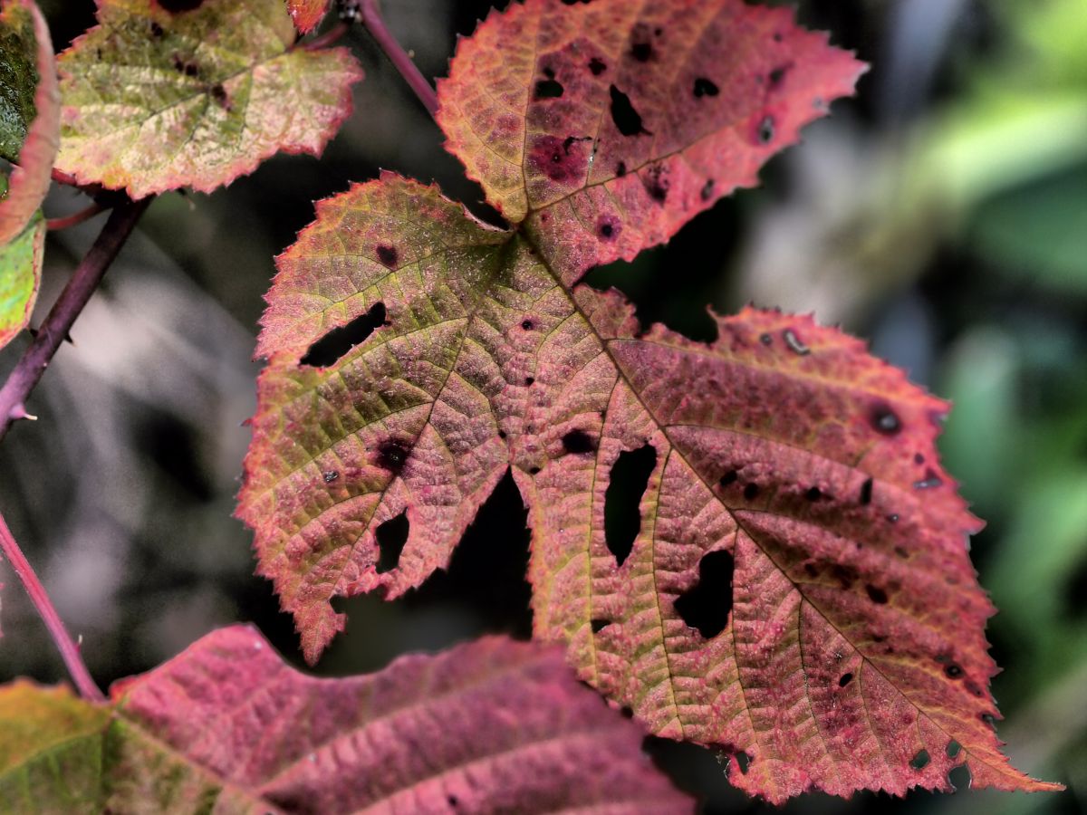 leaf | GANREF