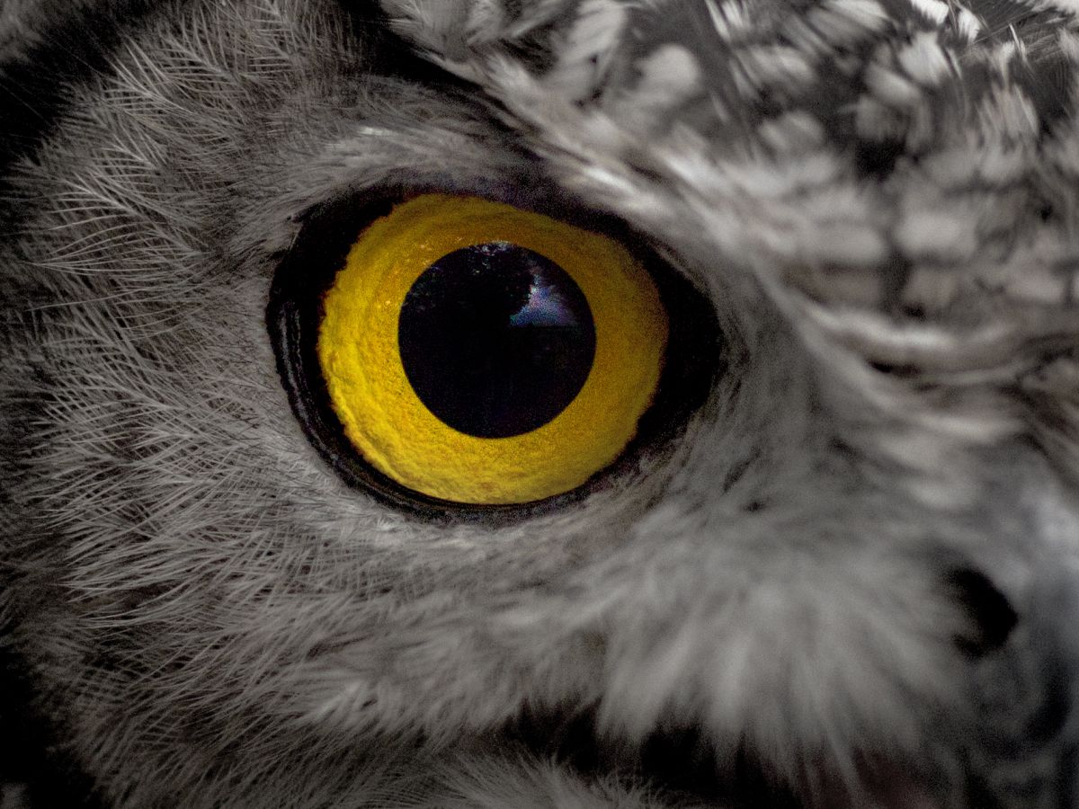 「眼力」の画像検索結果