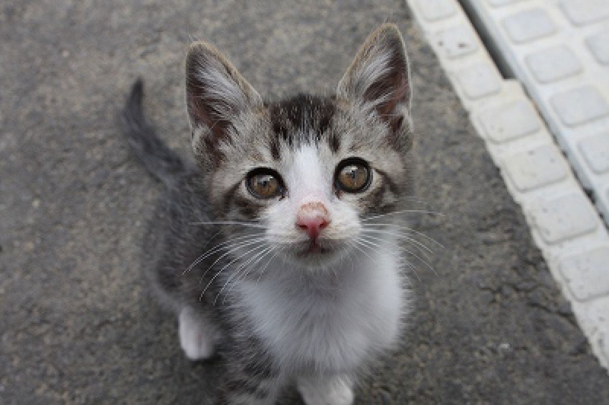 のらねこ | GANREF