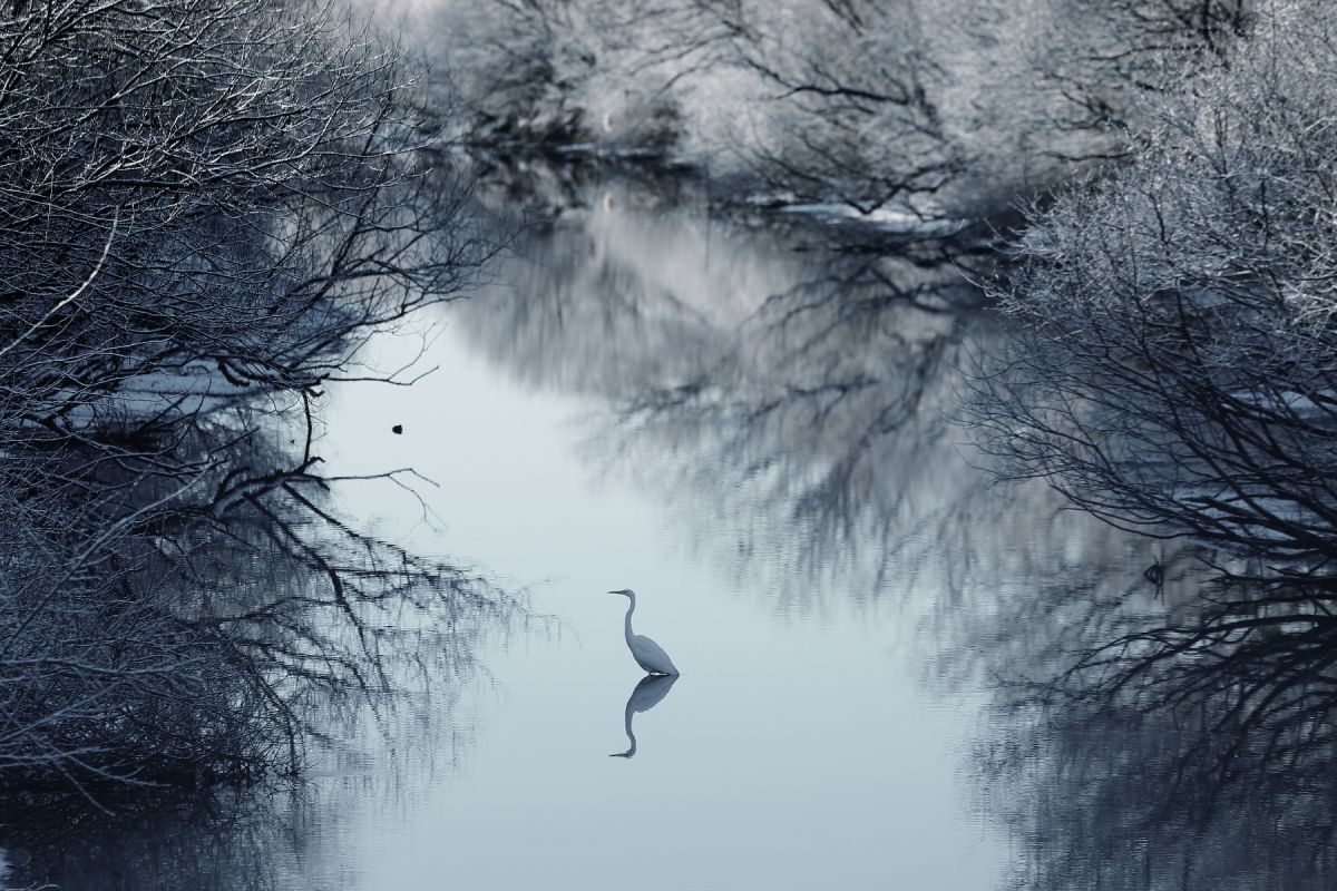 Quiet Winter | GANREF