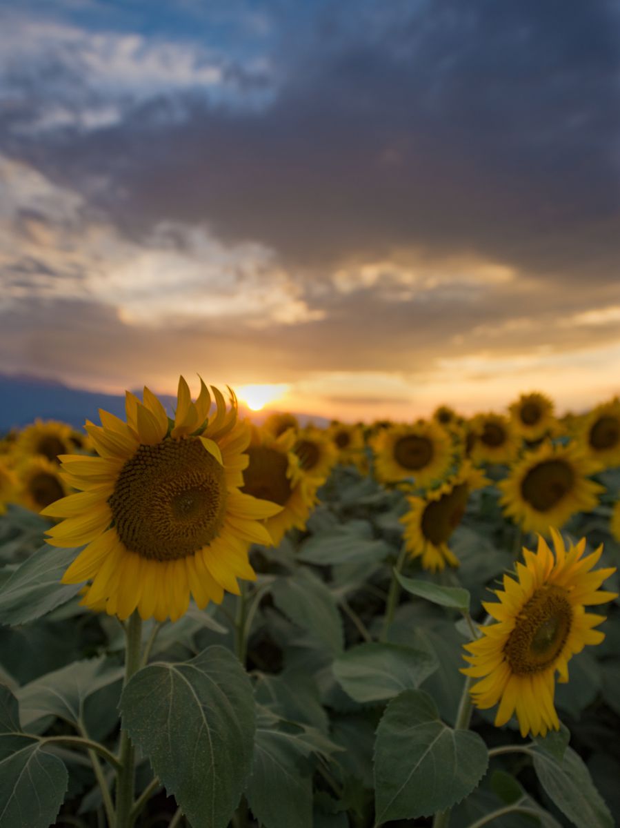 Sunset | GANREF