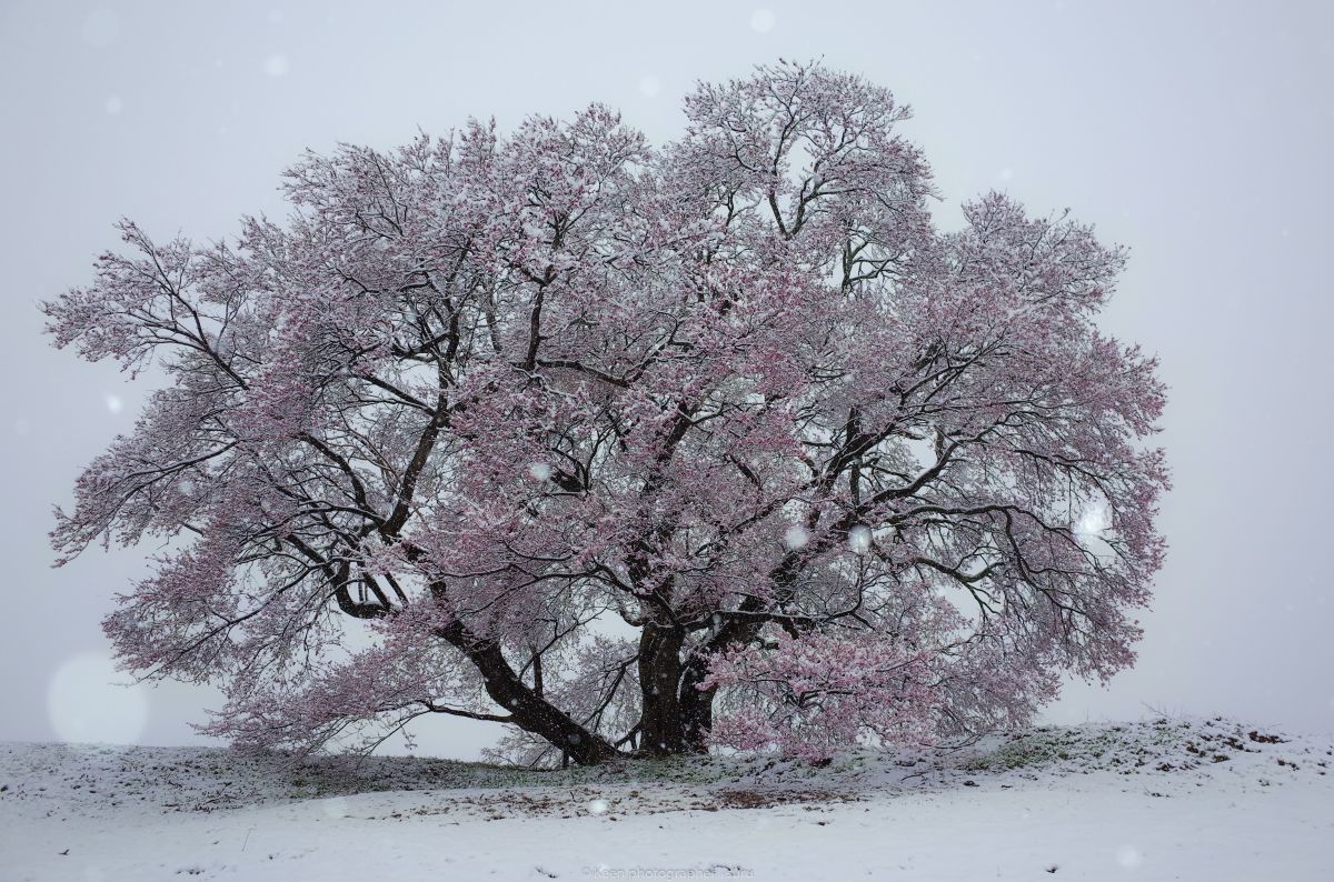 雪と桜 Ganref 雪と桜 Ganref