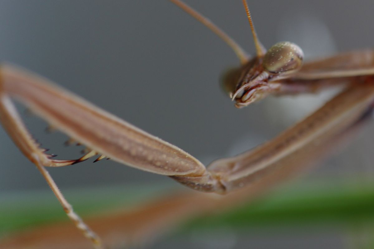 にらむ.JPG GANREF