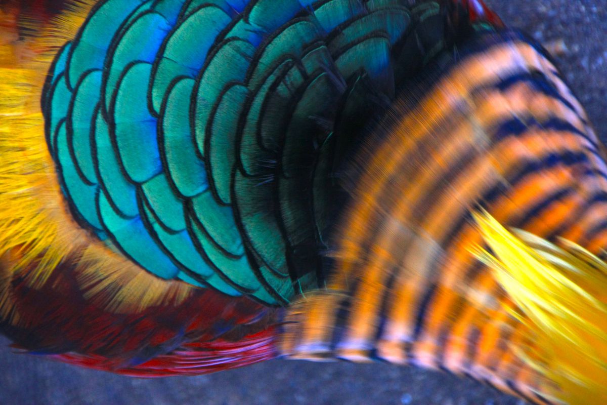 color | GANREF