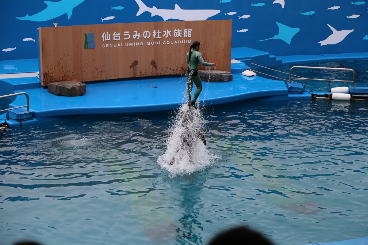 仙台うみの杜水族館 イルカショーその2 GANREF