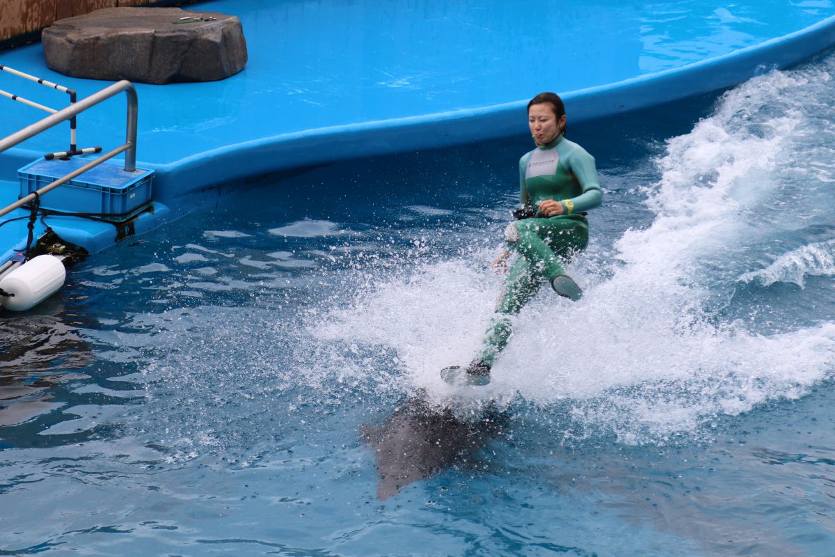 仙台うみの杜水族館 イルカショーその4 GANREF