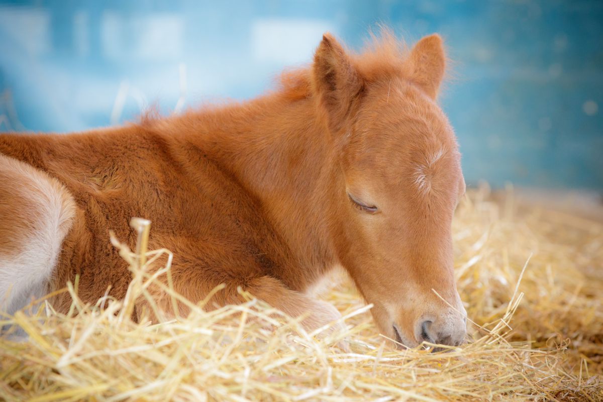 天使の寝顔 動物 その他の陸の生物 Ganref