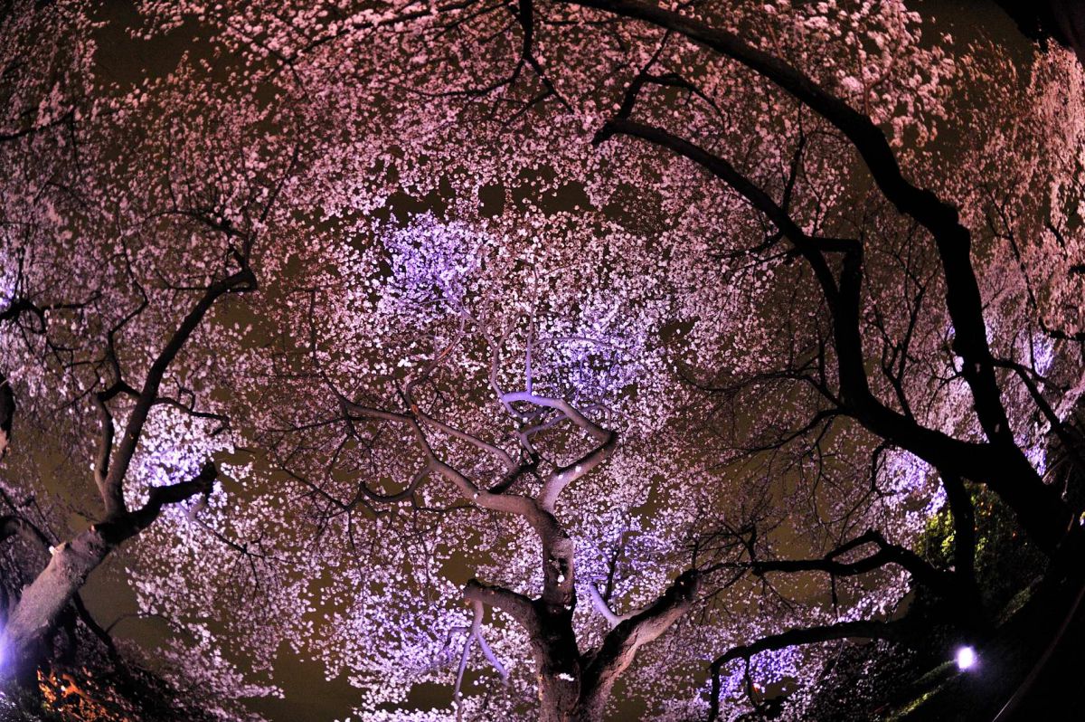 桜万華鏡 | GANREF