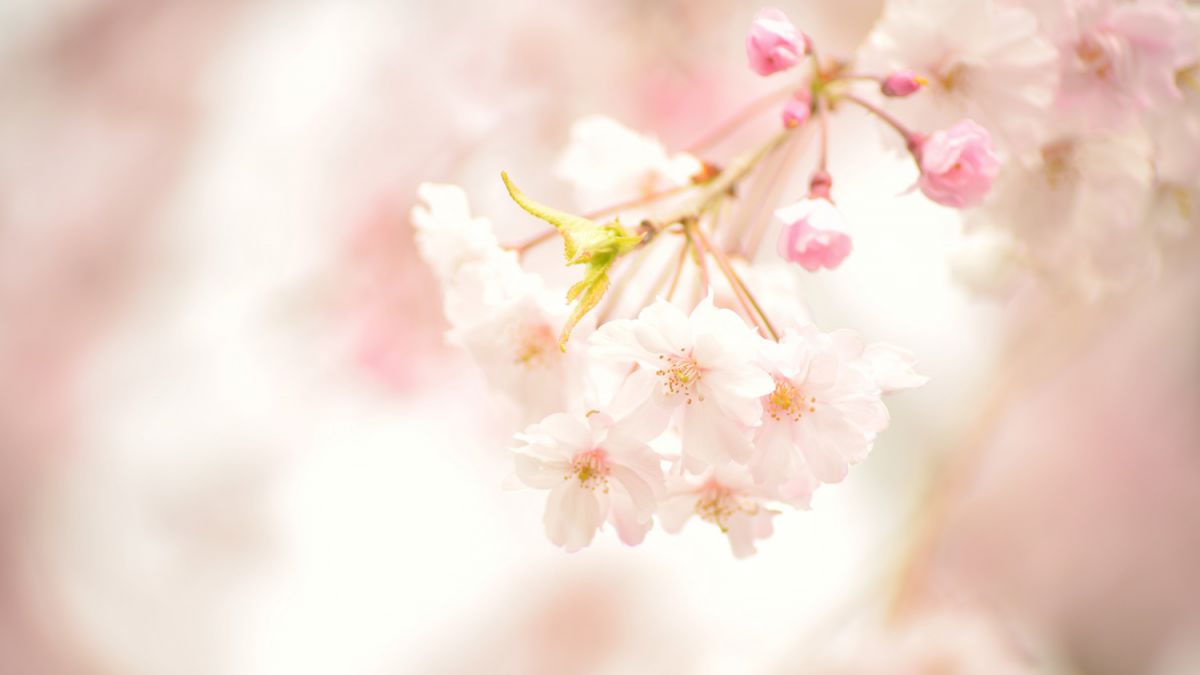 Spring color | GANREF