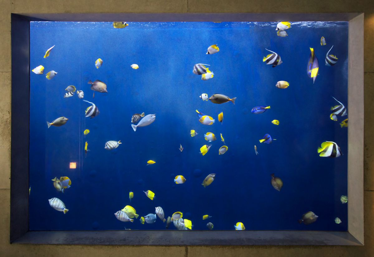 特選　絵画　魚の絵画 610kHpv95hL._UF350,350_QL80_.jpg