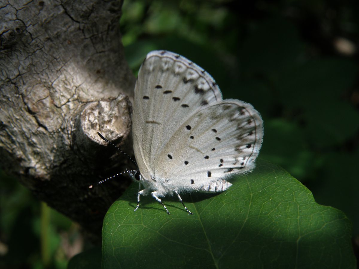 ヤクシマルリシジミ GANREF