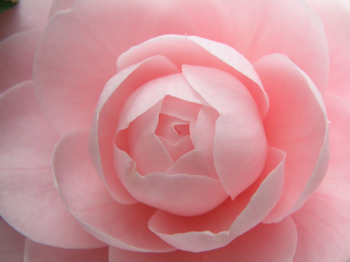 I LOVE PINK | GANREF