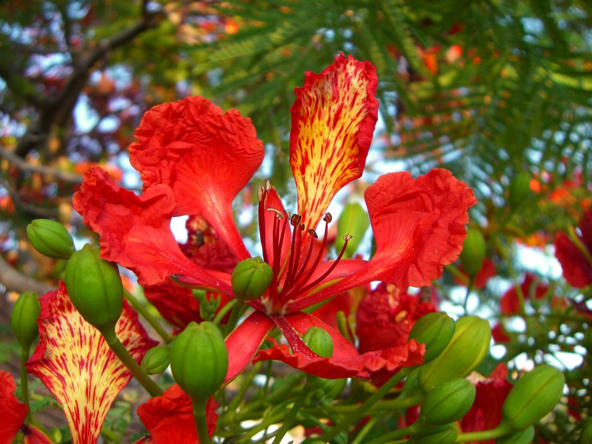 樹と花 庭乃屋 樹と花 | 木村樹木医事務所