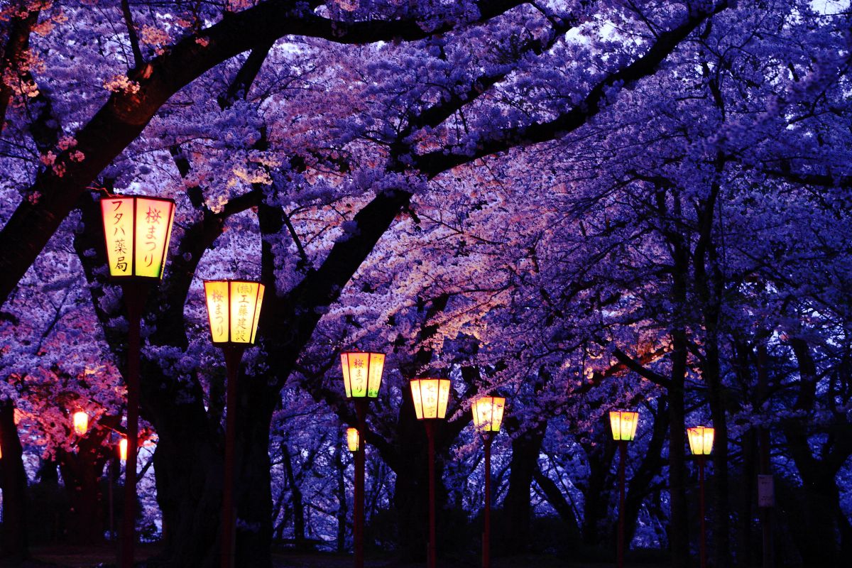 夜桜 春暖夜桜街道其の二 | GANREF