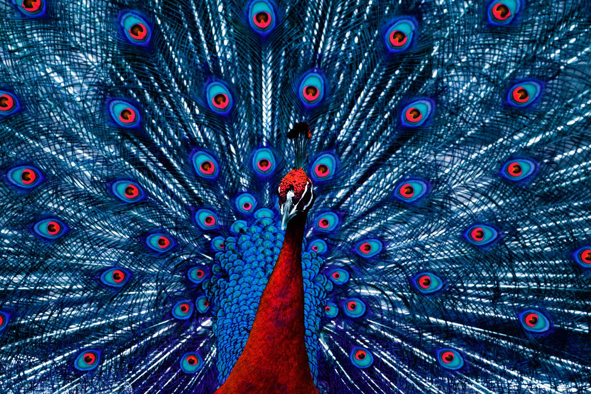 Peacock Color 2 GANREF