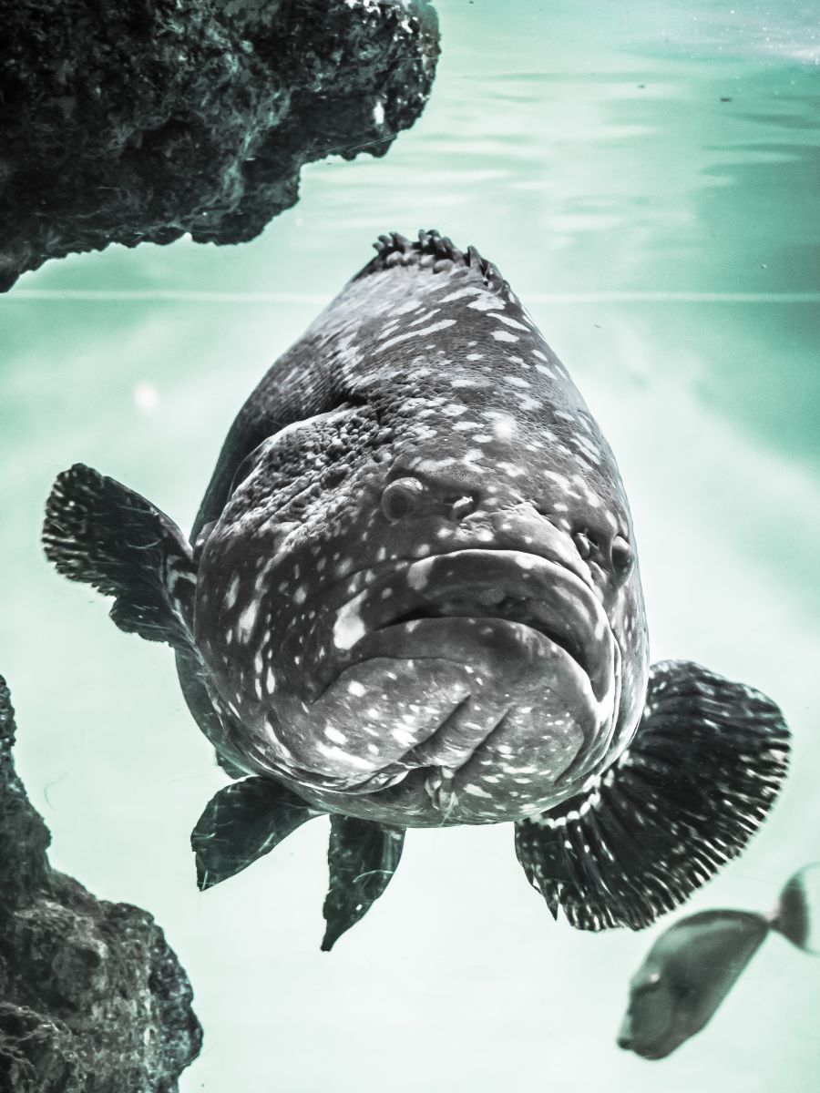 アーラミーバイ GANREF