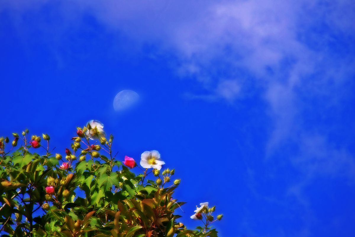 Once in a Blue Moon | GANREF
