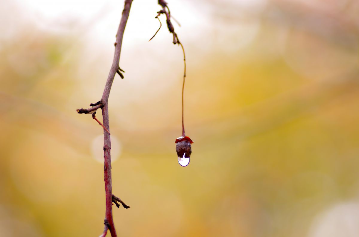 after the autumn rain | GANREF
