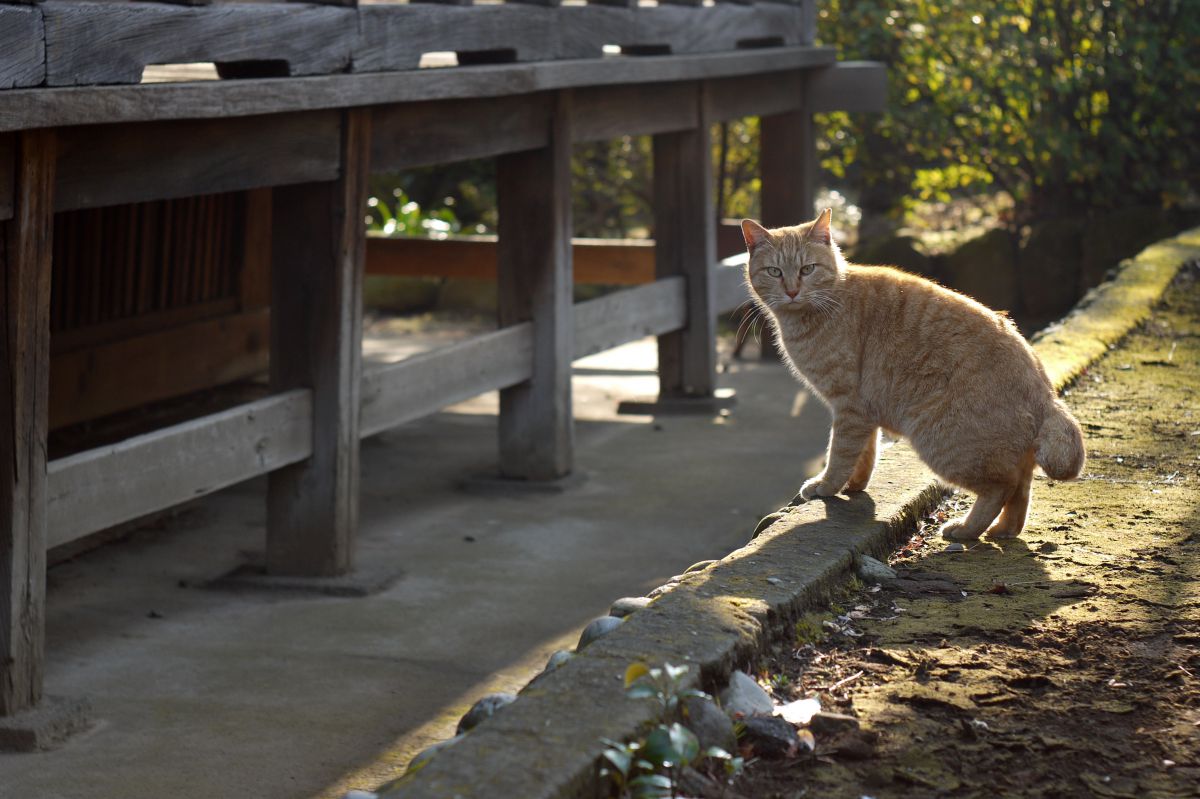 丸い尻尾の猫は逆光で Ganref
