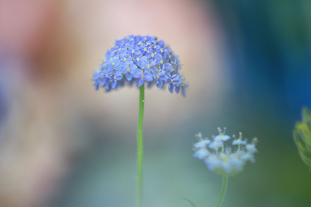 blue | GANREF