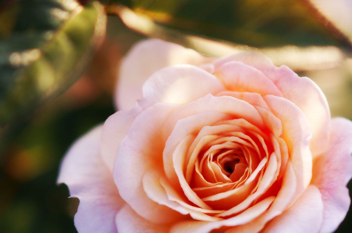 Pink Rose | GANREF