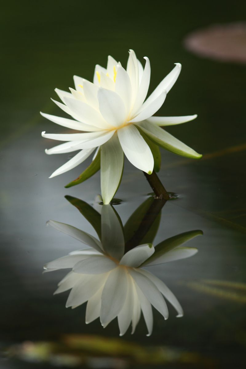 Flower in dream GANREF