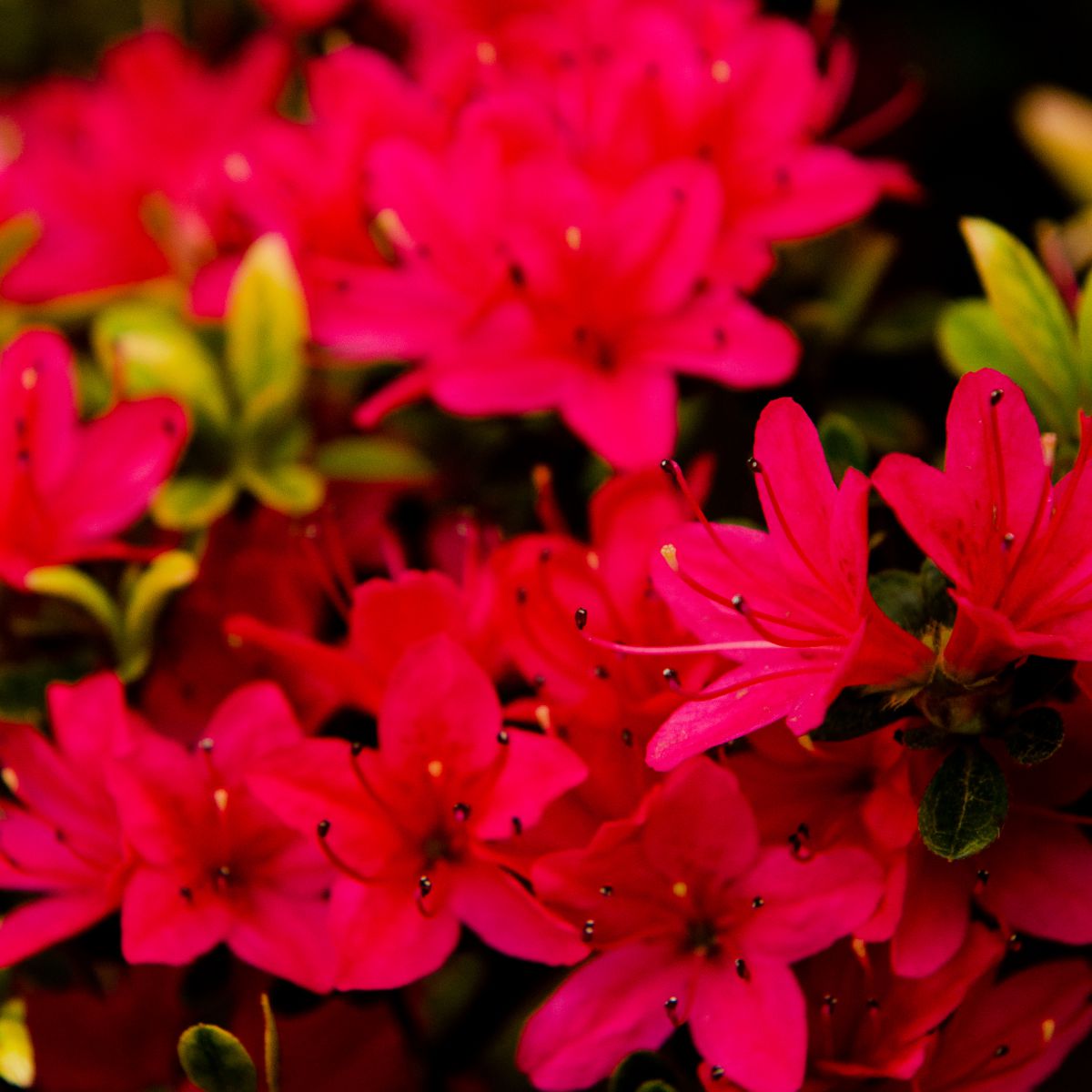 Red Flower | GANREF